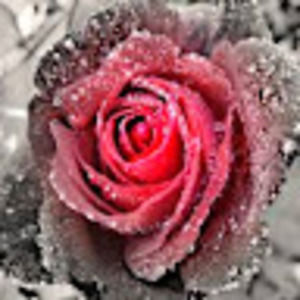 Meet your Posher, Renee